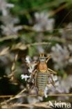 bush cricket (Ephippiger sp.)