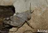 Blue-winged grasshopper (Oedipoda caerulescens)