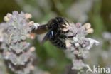 Blauwzwarte Houtbij (Xylocopa violacea)