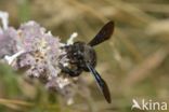 Blauwzwarte Houtbij (Xylocopa violacea)