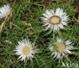 Zilverdistel (Carlina acaulis)