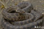 Smooth Snake (Coronella austriaca)