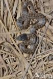 Smooth Snake (Coronella austriaca)