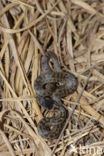 Smooth Snake (Coronella austriaca)