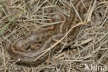 Smooth Snake (Coronella austriaca)