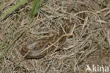 Smooth Snake (Coronella austriaca)