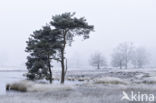 Grove den (Pinus sylvestris)