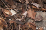 Common Viper (Vipera berus)