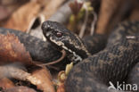 Common Viper (Vipera berus)