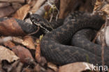 Adder (Vipera berus)