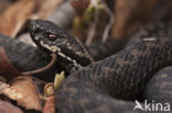 Adder (Vipera berus)