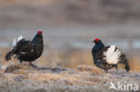 Black Grouse (Tetrao tetrix)