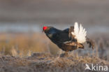 Black Grouse (Tetrao tetrix)