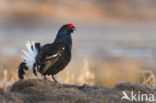 Black Grouse (Tetrao tetrix)