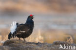 Black Grouse (Tetrao tetrix)