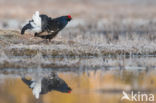 Black Grouse (Tetrao tetrix)