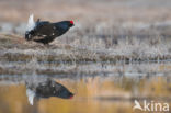 Black Grouse (Tetrao tetrix)