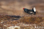 Black Grouse (Tetrao tetrix)