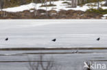 Black Grouse (Tetrao tetrix)