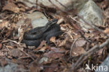 Common Viper (Vipera berus)