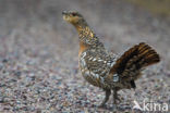 Eurasian Capercaillie (Tetrao urogallus)