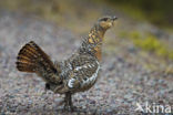 Eurasian Capercaillie (Tetrao urogallus)