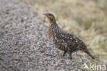 Eurasian Capercaillie (Tetrao urogallus)