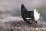 Black Grouse (Tetrao tetrix)