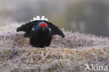 Black Grouse (Tetrao tetrix)