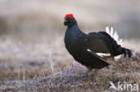 Black Grouse (Tetrao tetrix)