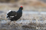 Black Grouse (Tetrao tetrix)