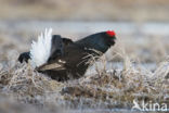 Black Grouse (Tetrao tetrix)