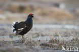 Black Grouse (Tetrao tetrix)