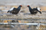 Black Grouse (Tetrao tetrix)