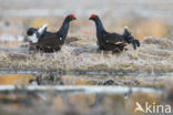 Black Grouse (Tetrao tetrix)