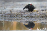 Black Grouse (Tetrao tetrix)