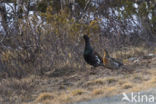 Eurasian Capercaillie (Tetrao urogallus)