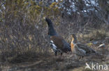 Eurasian Capercaillie (Tetrao urogallus)