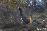 Eurasian Capercaillie (Tetrao urogallus)