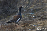 Eurasian Capercaillie (Tetrao urogallus)