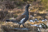 Eurasian Capercaillie (Tetrao urogallus)