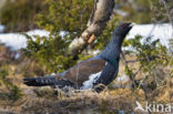 Eurasian Capercaillie (Tetrao urogallus)