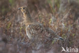 Black Grouse (Tetrao tetrix)