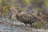 Black Grouse (Tetrao tetrix)