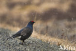 Black Grouse (Tetrao tetrix)