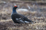 Black Grouse (Tetrao tetrix)