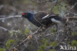 Black Grouse (Tetrao tetrix)