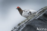 Willow Ptarmigan (Lagopus lagopus)