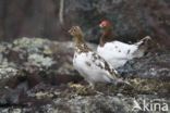 Willow Ptarmigan (Lagopus lagopus)