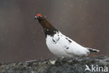 Willow Ptarmigan (Lagopus lagopus)